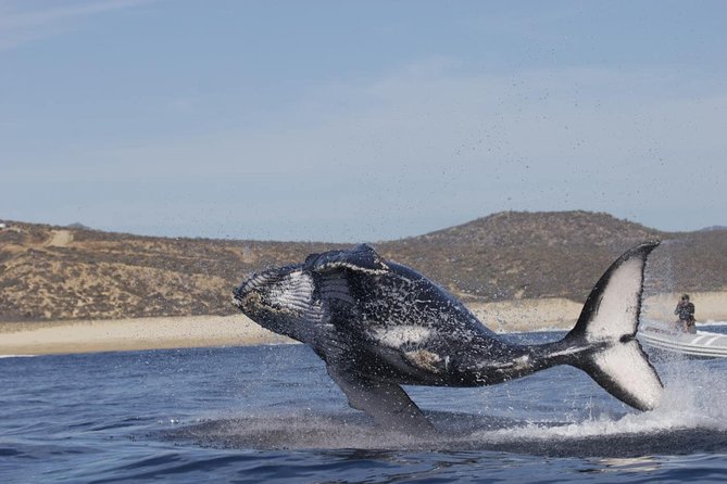 Zodiac Whale-Watching Adventure in Los Cabos - The Sea of Cortez search: how whale watching really plays out