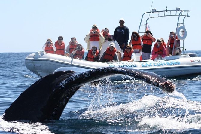 Zodiac Whale-Watching Adventure in Los Cabos - Land’s End, Lovers’ Beach, and the Arch ride: what makes the scenery worth it