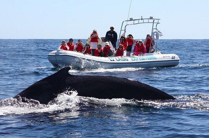 Zodiac Whale-Watching Adventure in Los Cabos - Who this tour fits best, including families with kids