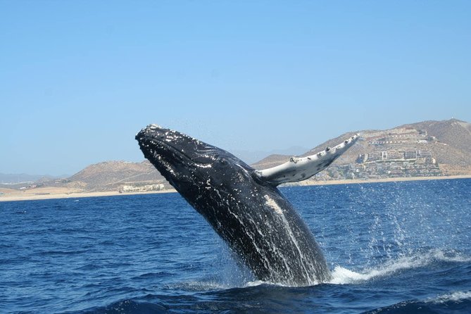Zodiac Whale-Watching Adventure in Los Cabos - Price and value: what you get for $129, plus the $5 fee
