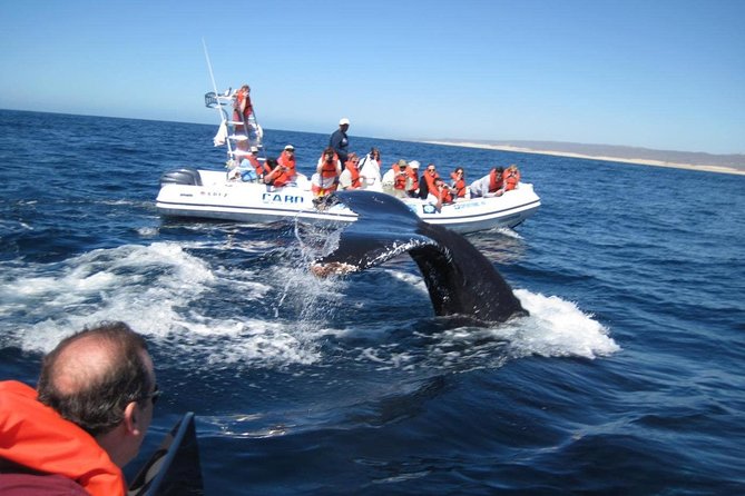 Zodiac Whale-Watching Adventure in Los Cabos - Stop 1 at the Arch of Cabo San Lucas: the photo moment that sets the tone